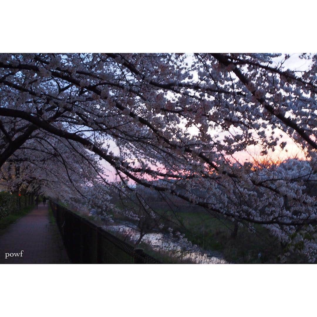 anemone_69さんのインスタグラム写真 - (anemone_69Instagram)「. 毎日行ってる。 . . #ソメイヨシノ #染井吉野 #sakura #サクラ #桜 #cherryblossom . .」4月6日 19時55分 - powf