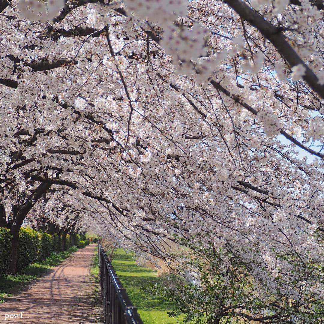 anemone_69のインスタグラム：「. 毎日行ってる。 . . #ソメイヨシノ #染井吉野 #sakura #サクラ #桜 #cherryblossom . .」