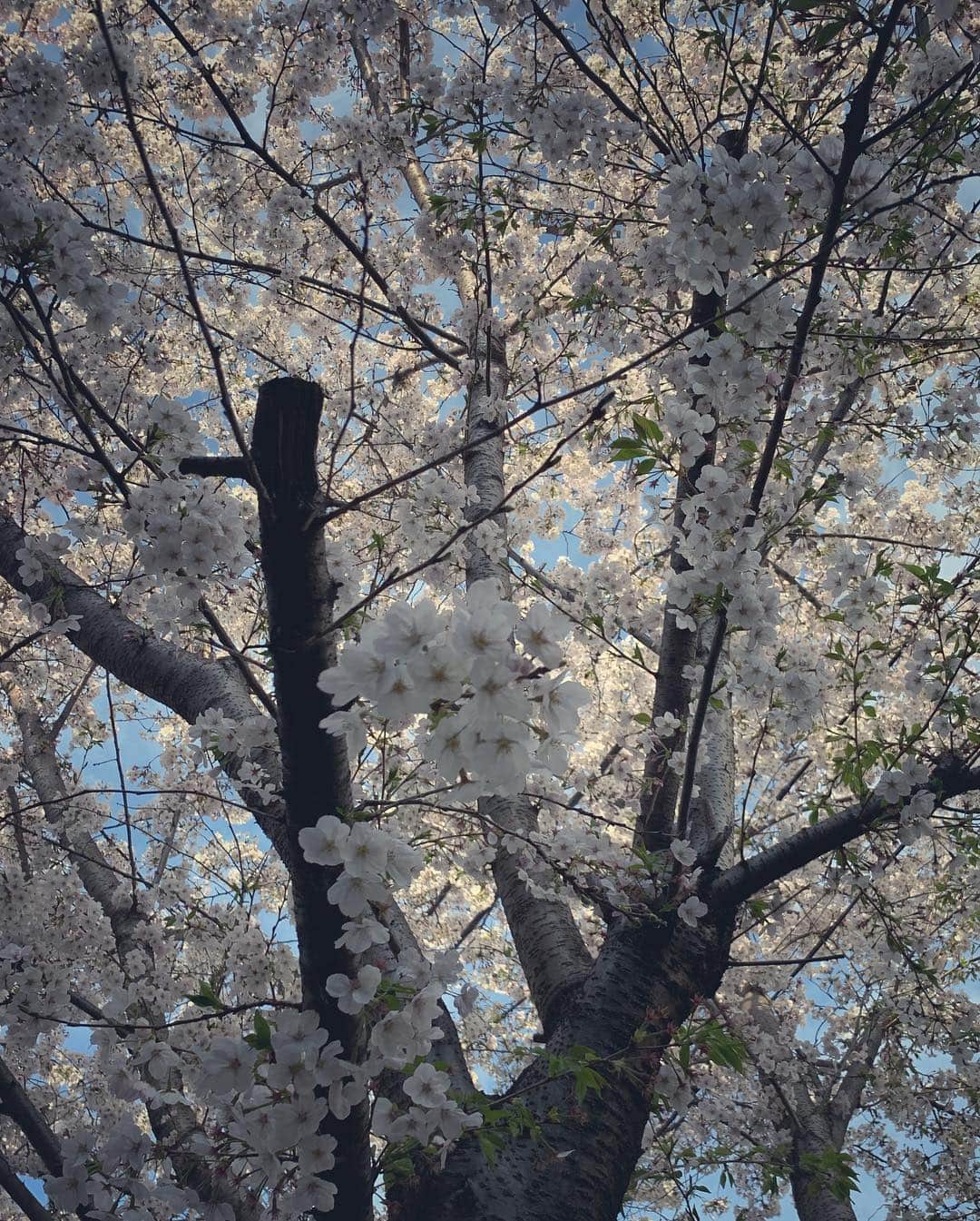 楊原京子さんのインスタグラム写真 - (楊原京子Instagram)「すごく楽しみな打ち合わせをしてきたの🐋🌸🌸🌸 ・ ・ ・ #この星は美しい」4月6日 19時56分 - kyoko.yanagihara
