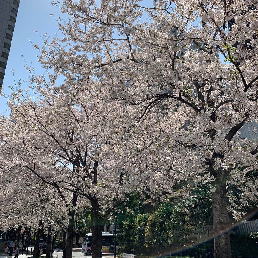 伊藤正樹のインスタグラム：「日本の花！ SAKURA🌸」