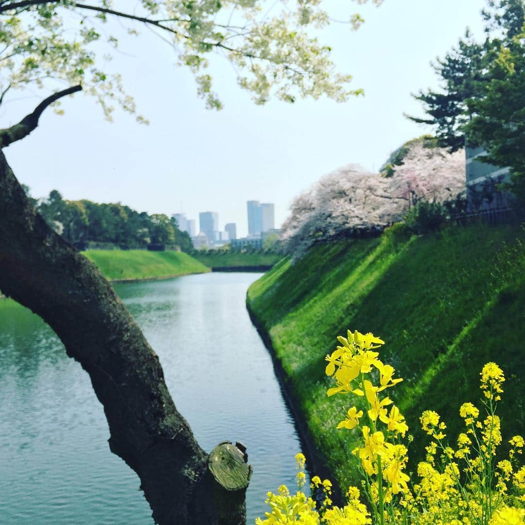 ふかしのインスタグラム：「さくら+菜の花=？？？ #桜 #さくら #sakura #菜の花」