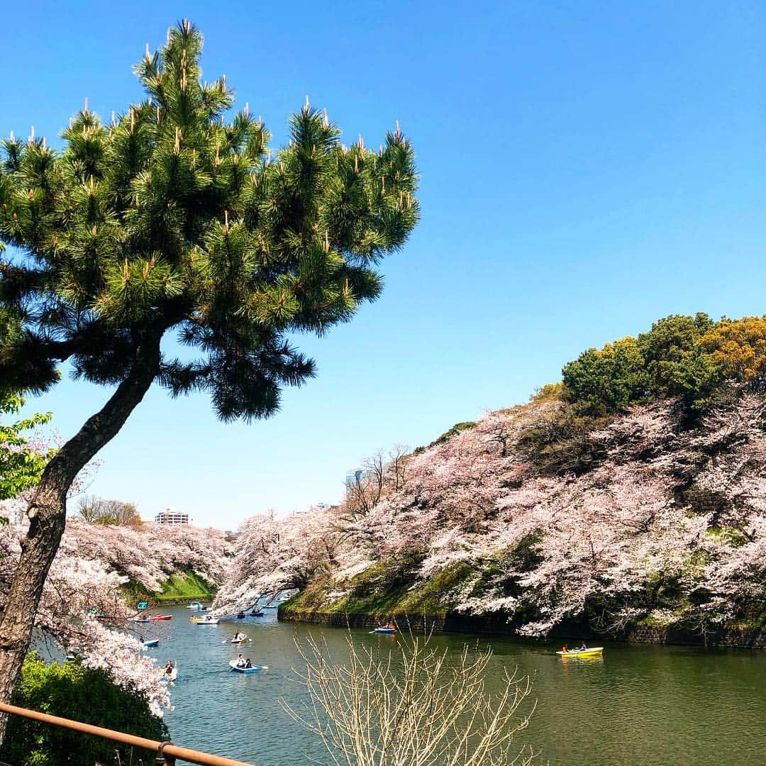 遊海 Yuumiさんのインスタグラム写真 - (遊海 YuumiInstagram)「Sakura In Tokyo ❤️🌸❤️ what a view in the city 🌸🌸🌸 #visitjapan #japan #spring #sakura #beatiful #pink #tokyo #tokyosakura #beautiful #桜 #東京」4月6日 20時10分 - yuumi_kato