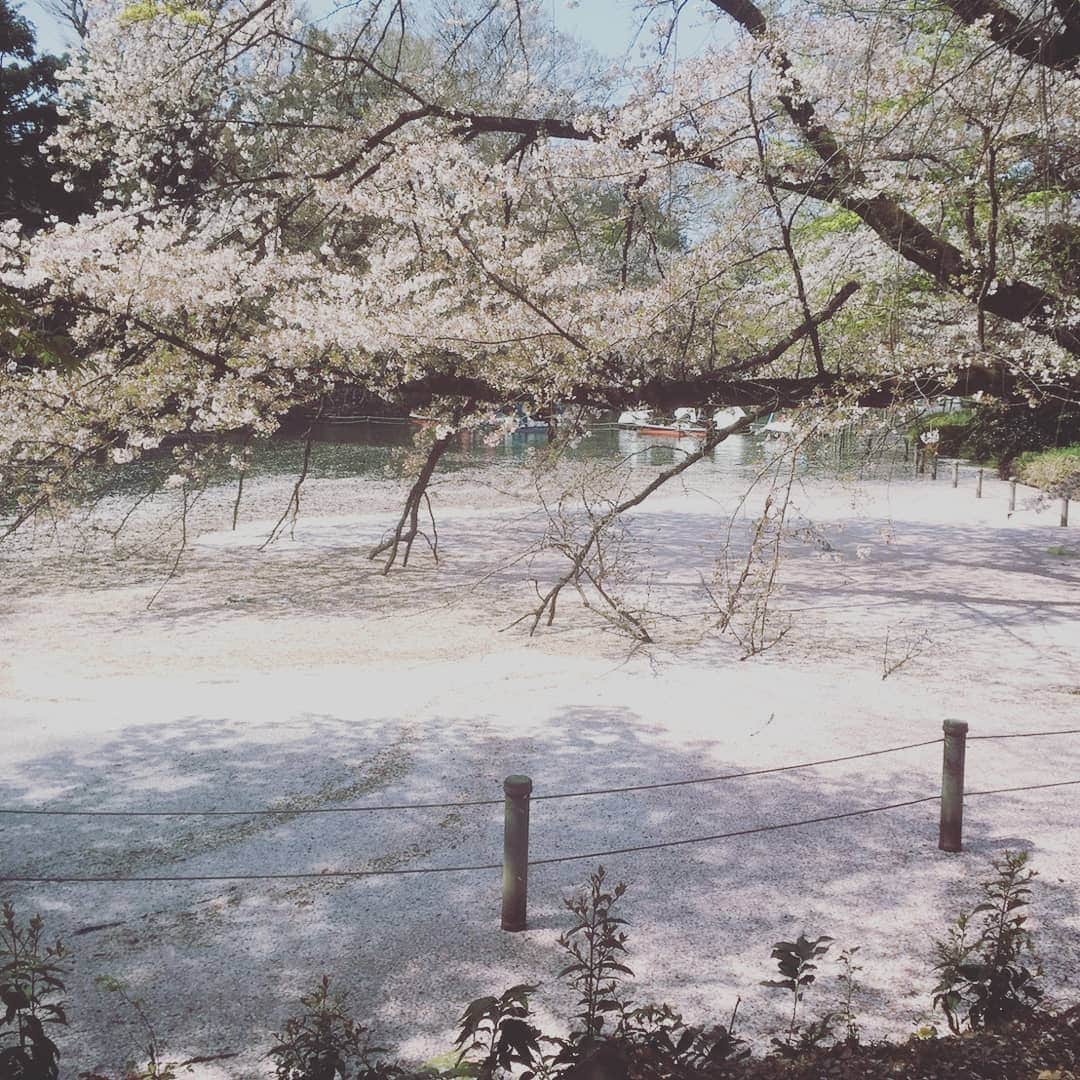 川面千晶さんのインスタグラム写真 - (川面千晶Instagram)「幸せお花見」4月6日 20時25分 - chankawamo