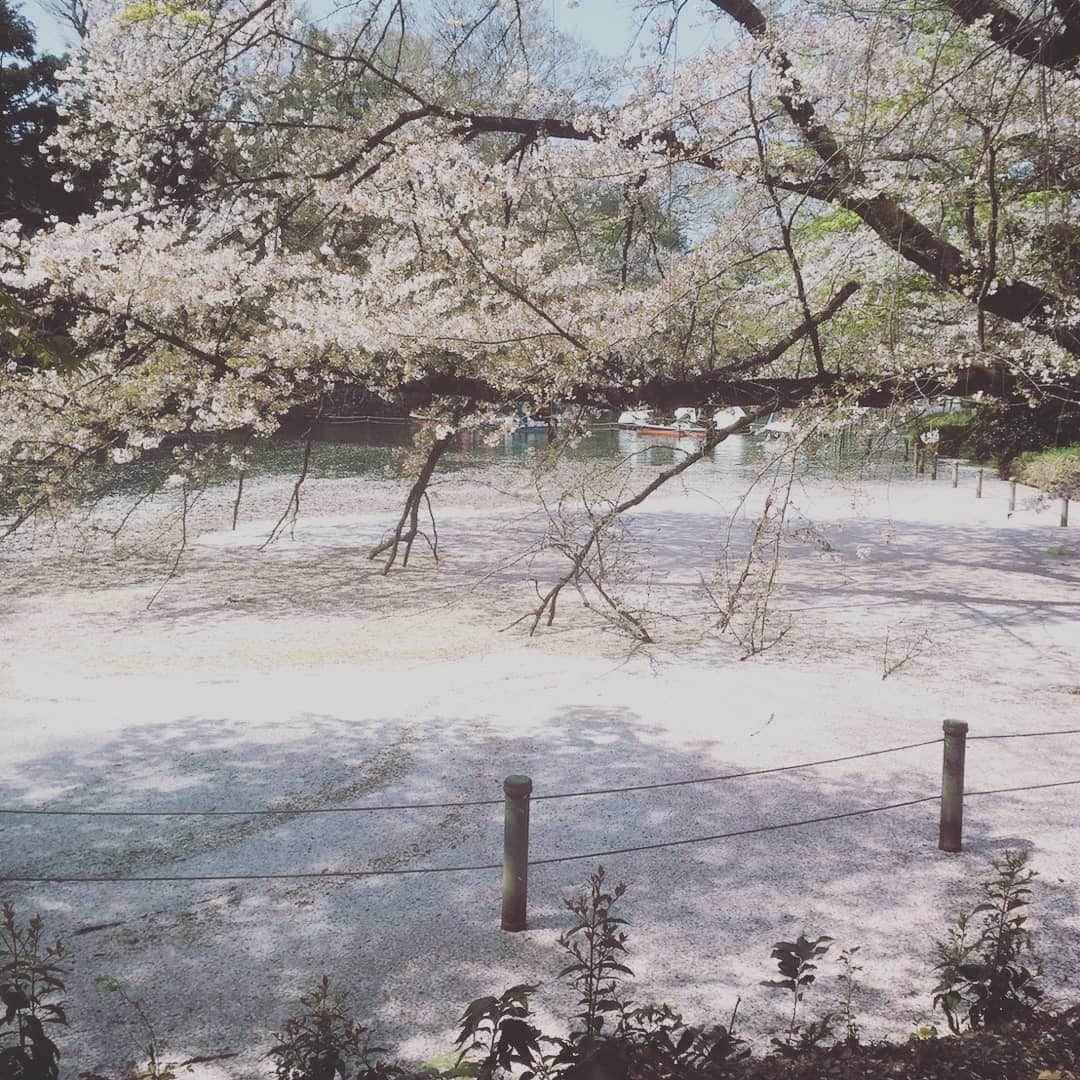 川面千晶のインスタグラム：「幸せお花見」