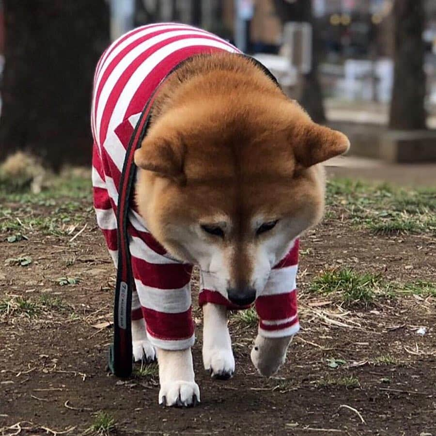 くるみさんのインスタグラム写真 - (くるみInstagram)「. ドッグデプトさんの チキンスティック🍗  たぶんくるみが 一番好きなたべもの☺️ この顔をするのはこれだけだから ほんとに好きなんだと思いまふ🐕  また食べにこようね☺️ . . #浅草店にはないかなしみ #ほんとに大好きなのに #太ってるからすこししかもらえないかなしみ #全部食べてみたいな #ドッグデプトスカイツリー店」4月6日 20時34分 - kurukurukurumi222