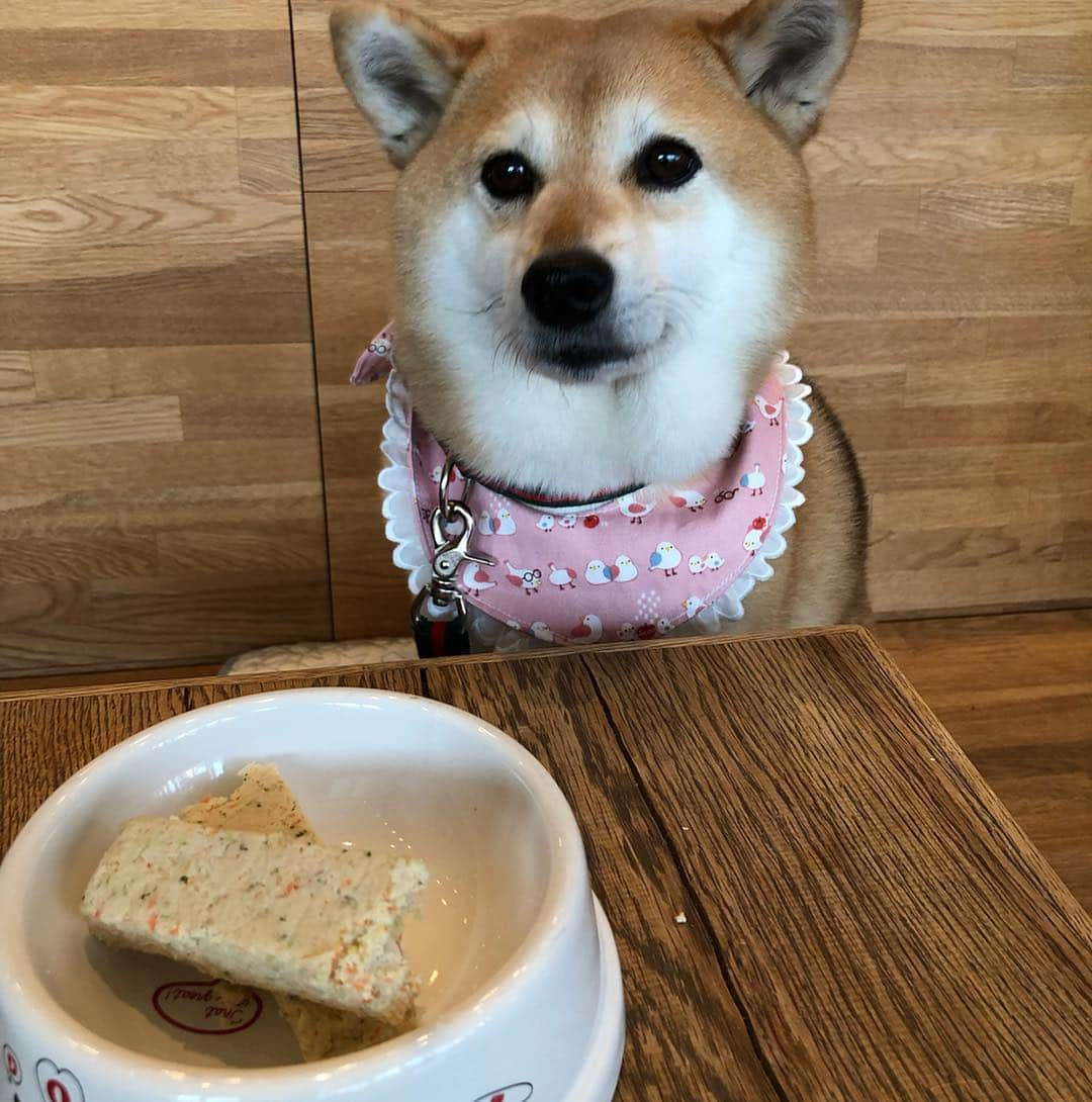 くるみさんのインスタグラム写真 - (くるみInstagram)「. ドッグデプトさんの チキンスティック🍗  たぶんくるみが 一番好きなたべもの☺️ この顔をするのはこれだけだから ほんとに好きなんだと思いまふ🐕  また食べにこようね☺️ . . #浅草店にはないかなしみ #ほんとに大好きなのに #太ってるからすこししかもらえないかなしみ #全部食べてみたいな #ドッグデプトスカイツリー店」4月6日 20時34分 - kurukurukurumi222