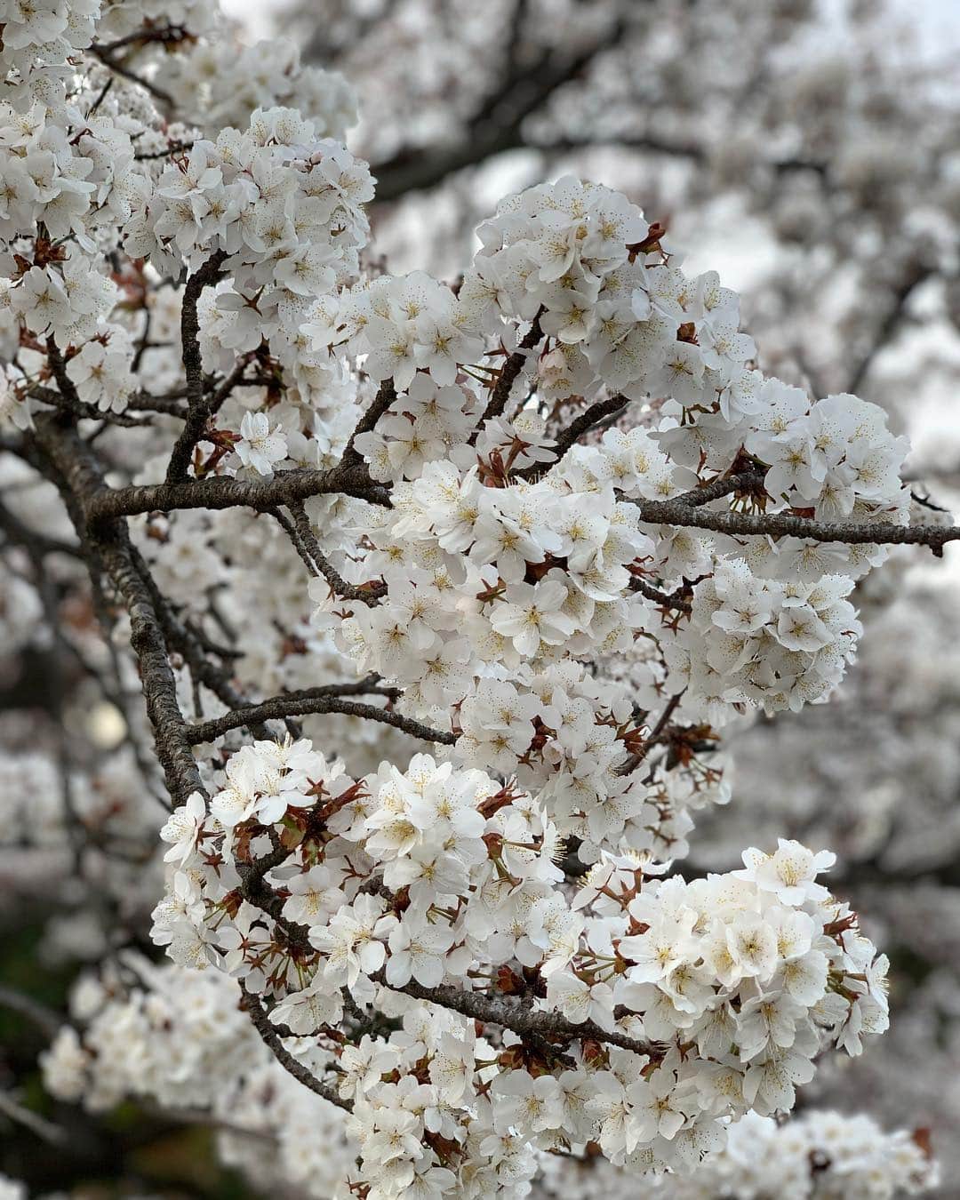 青山有紀のグルメインスタ
