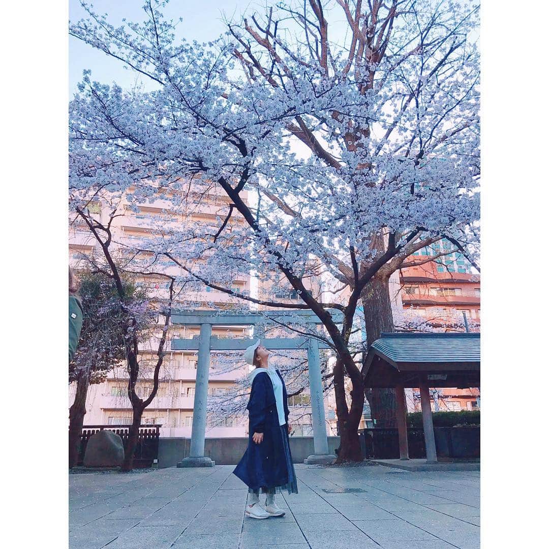 本橋優華のインスタグラム：「お仕事前にあの子とお散歩した。まだ桜観れる！ 集合はだいたいスッピンですね笑 #ohanami#osanpo#cherryblossom#goodtime#tokyo#sunny#お花見#桜」