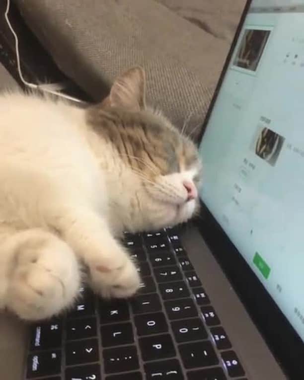 のインスタグラム：「It really takes a lot of hard work to be a blogger⠀ ⠀ 📹@purring_gooloo_munchkin⠀ ⠀ Want @9gag to feature your cat 🐾? Join our community and start sharing now 😺 Link in bio⠀ ⠀ #meowed #咕噜 #Gooloo #皮蛋 #Peedan #munchkin #🇨🇳 #macbook #catbed #comfy」