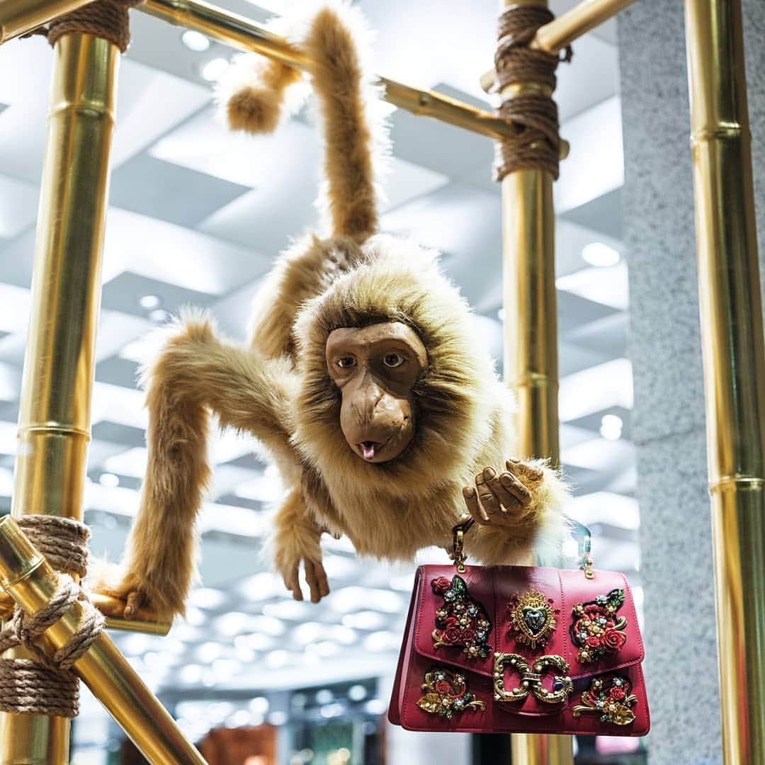 ドルチェ&ガッバーナさんのインスタグラム写真 - (ドルチェ&ガッバーナInstagram)「It's playtime in Milan's via Montenapoleone boutique. Discover the #DGWomen collection, displayed together with affectionate macaque monkeys.  #DGFattoAMano #DGAmore #DGDolceBox #DGEyewear」4月7日 2時01分 - dolcegabbana