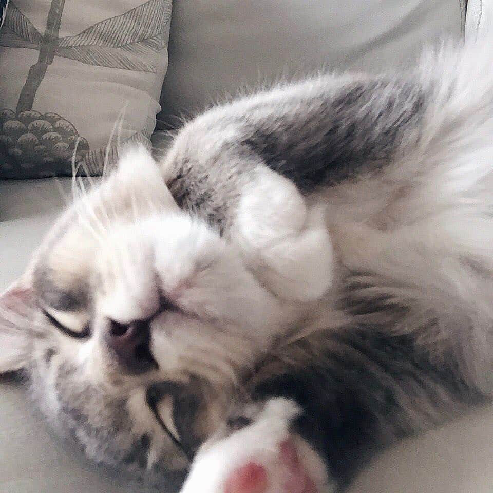 Marika Kajiwaraさんのインスタグラム写真 - (Marika KajiwaraInstagram)「G o o d  n i g h t 🌙 ＊ ＊ ＊ #ベビーリエル #cat #kitty #instagood」4月7日 2時03分 - marika__kw