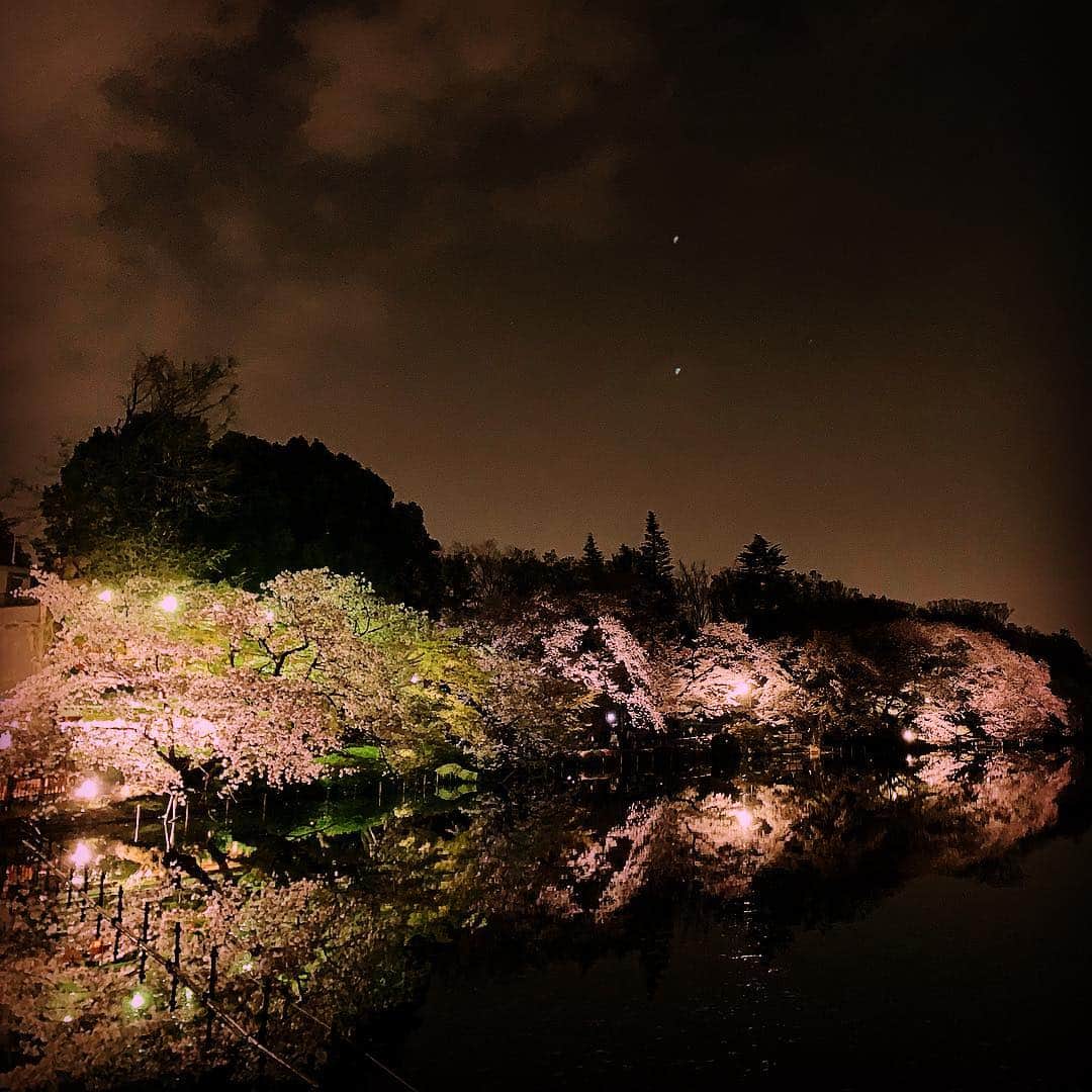 鴨志田由貴のインスタグラム：「井之頭公園って久々来たな。桜はそろそろ散りそうですね。」