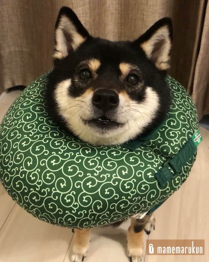 まめ丸のインスタグラム：「* * ぼくはもっとあそんでほしいとき、 クルリン🌀ってまわるよー🐶💓 * #みんなもやるかな #今日のはゆっくりバージョン #今日はまだまだいっぱいあそべるね🐶💓 #うしろのはロボピカチュウのおしり * #柴犬#豆柴#柴#黒柴#黒豆柴#犬#しばいぬ#shiba#shibainu#shibastagram#shibadog#shibapuppy#puppy#instadog#dogstagram#dog#pet#petstagram#buzzfeedanimals#adorable#cute#cutedog#ig_dog#worldofcutepets#dailyfluff#エリザベスまめ丸」