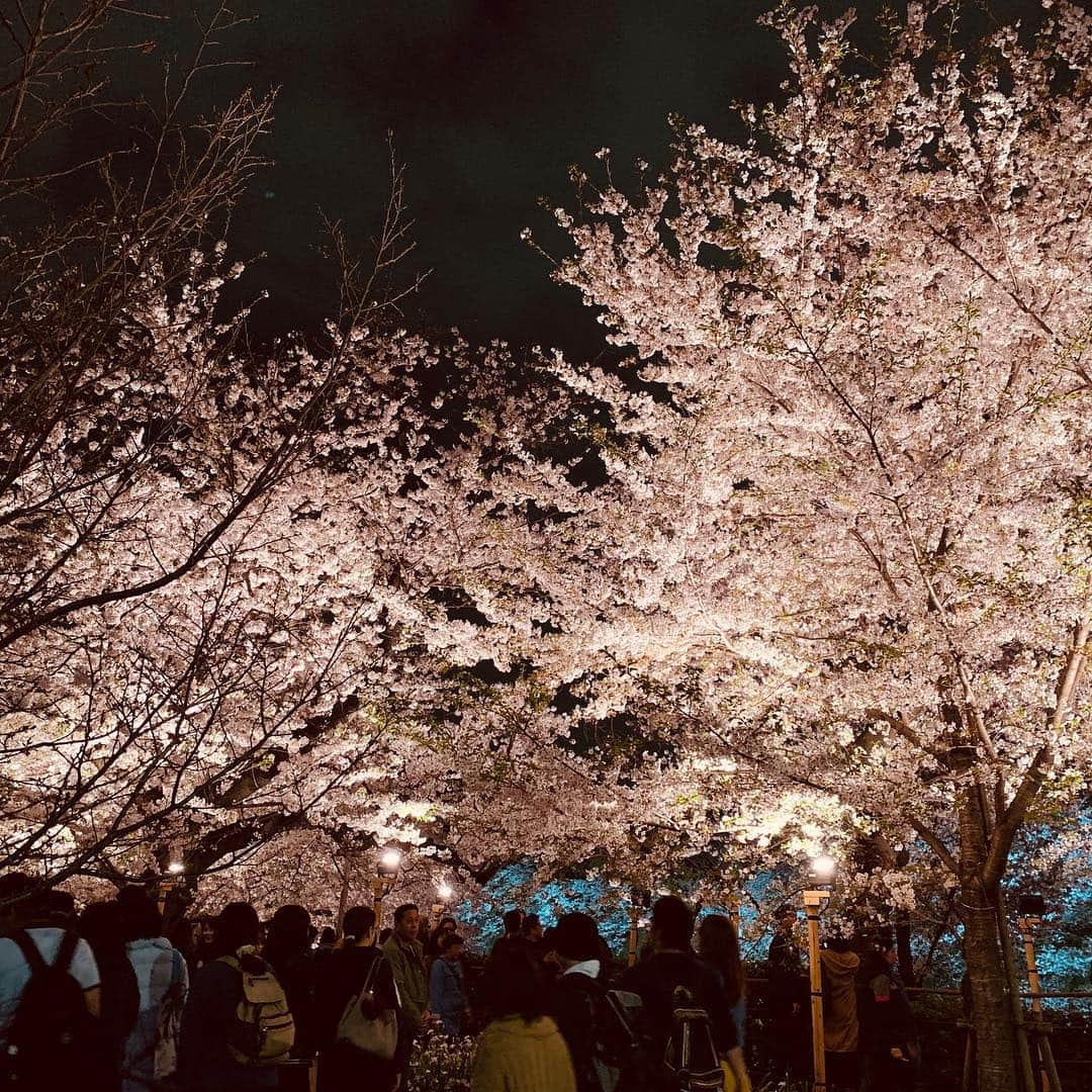 皇居ランナビのインスタグラム：「眩しいくらいの、千鳥ヶ淵緑道の夜桜です。  今年は気温が低かったので、桜が長く楽しめています😊  ライトアップは22時まで。  そして明日が最終日です。  #皇居ランナビ #皇居ラン #ミズノで皇居ラン #ミズノで女子ラン #ランニング女子 #ランニング #ハシリマスタグラム #ランナ#workout #instagood #run #jog #fitness #tokyo #imperialpalace #japan #走るひと #走る人 #followme #おもてなし #おもてなしランナー #running #runningday #jogging #marathontraining#桜」