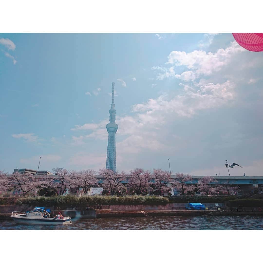 谷中麻里衣さんのインスタグラム写真 - (谷中麻里衣Instagram)「Spring 💓 . 桜いろいろ🌸 . #スカイツリー #屋形船 #隅田川 #桜 #tokyoskytree」4月6日 20時45分 - marieyanaka