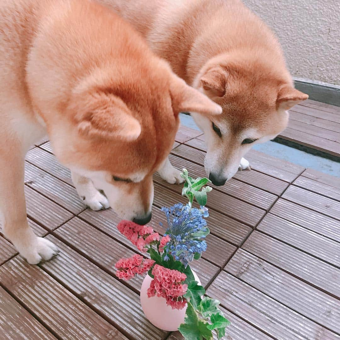 柴犬Mamesuke・Korosuke??大阪さんのインスタグラム写真 - (柴犬Mamesuke・Korosuke??大阪Instagram)「🐱🐻🌸 🐾----*----*----*----*🐾 お花の定期便 @bloomeelife さんからお花が届いたよ💐 豆コロも興味津々🐶❤️ ワンコインでアレンジされた花が届くって魅力的ですよね🌸 めざましテレビでも紹介されてたみたい😊 ■クーポンコード：white40 ■有効期限：2019年6月30日 今Bloomee LIFEさんではこのクーポンコードで登録してくださった方に 「初回無料クーポン✨」がプレゼントされるみたい✨ 🐾----*----*----*----*🐾 #bloomeelife #MameKoro #豆コロ #West_dog_japan #豆柴 #柴犬 #赤柴 #豆介 #コロ介 #shibagram #shibastagram #shibainu #shiba #shibadog #🐕📷」4月6日 20時48分 - mame_suke_i