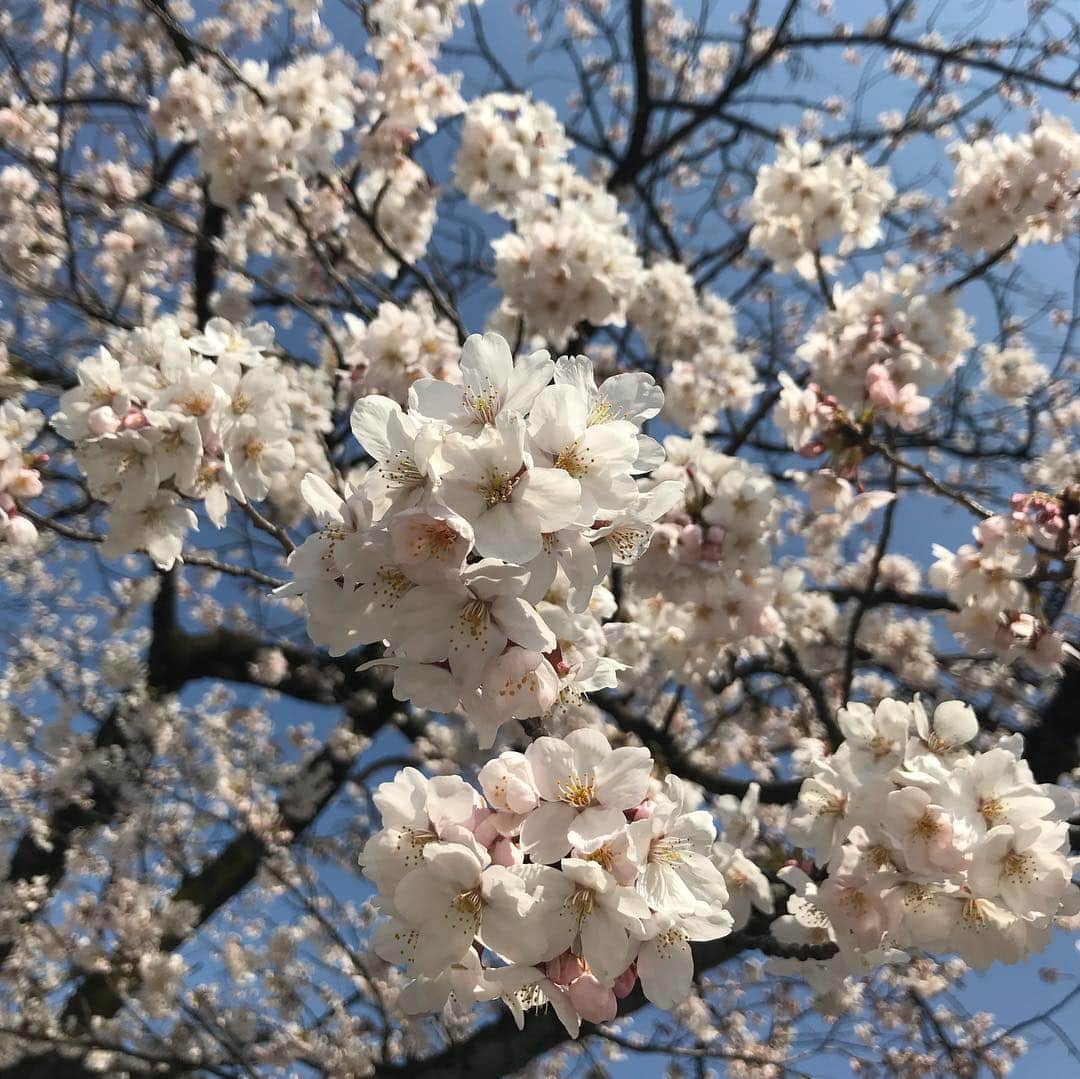 大西蘭さんのインスタグラム写真 - (大西蘭Instagram)「・ お花見🌸 ・ 青空に映えて綺麗🌸 ・ #お花見 #ソメイヨシノ #cherryblossom #fullbloom」4月6日 20時50分 - onishiran