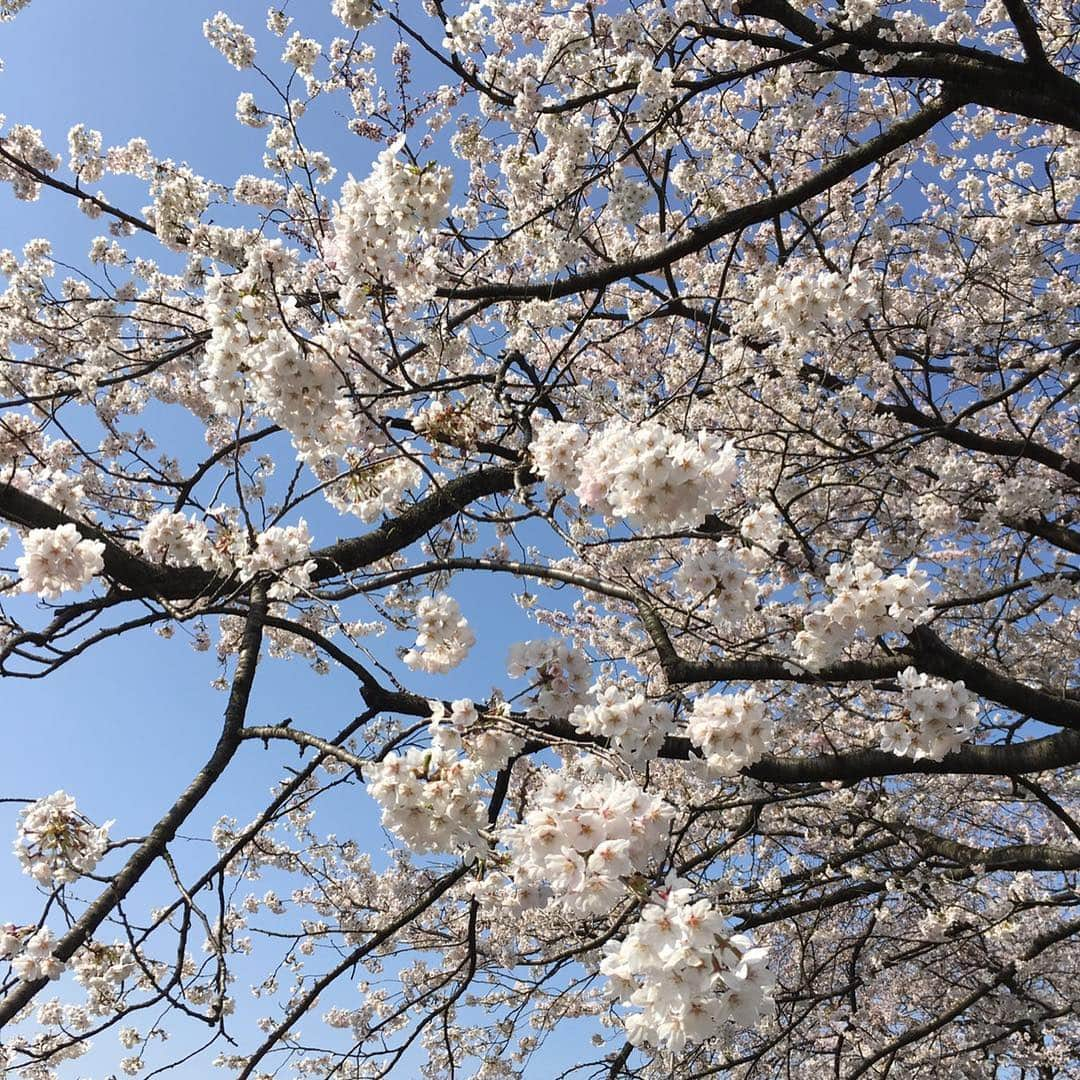 大西蘭さんのインスタグラム写真 - (大西蘭Instagram)「・ お花見🌸 ・ 青空に映えて綺麗🌸 ・ #お花見 #ソメイヨシノ #cherryblossom #fullbloom」4月6日 20時50分 - onishiran