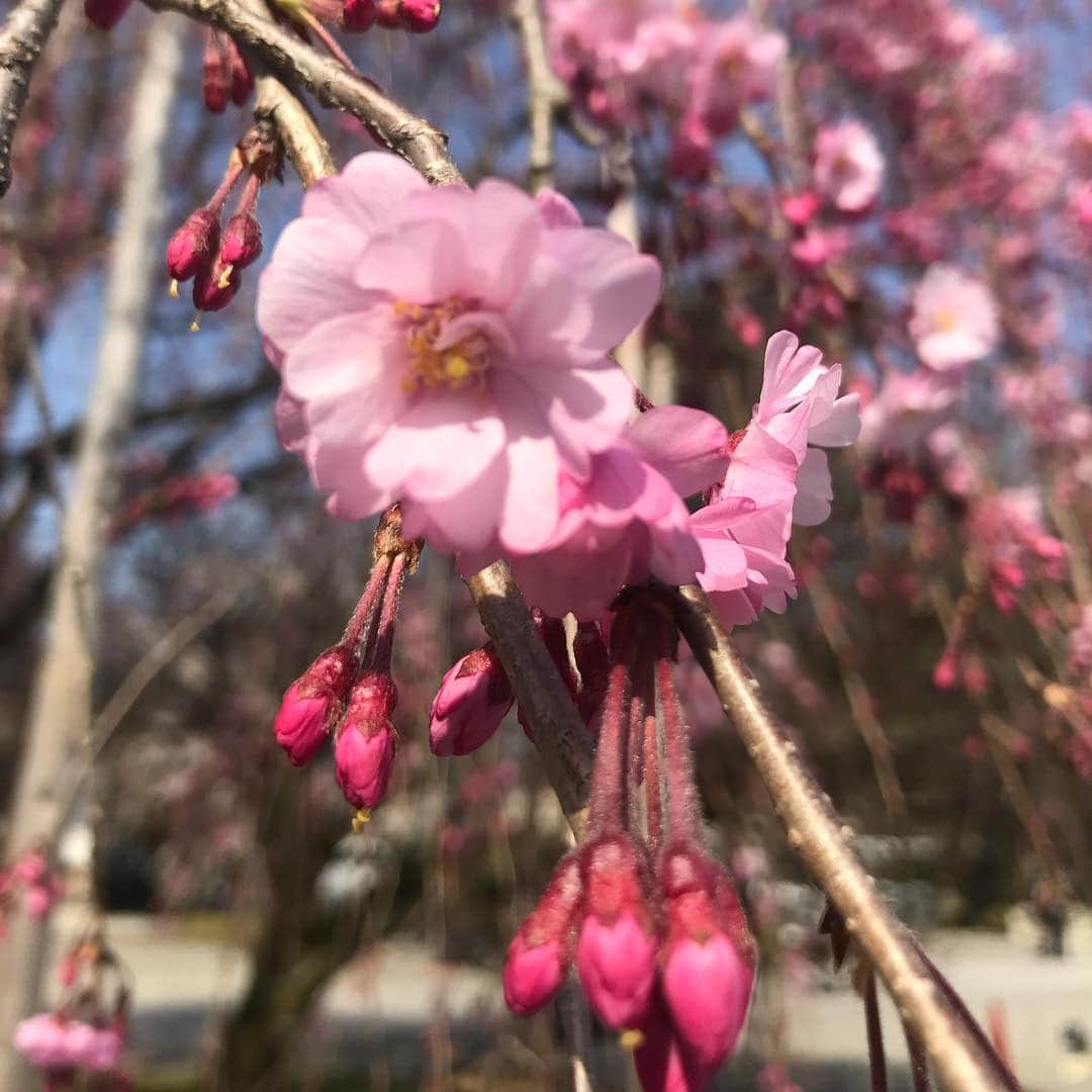 大西蘭さんのインスタグラム写真 - (大西蘭Instagram)「・ しだれ桜🌸 ・ まだ蕾が多かったけど、濃いピンク色で可愛かった💕 ・ #桜 #しだれ桜 #お花見 #cherryblossom」4月6日 20時52分 - onishiran