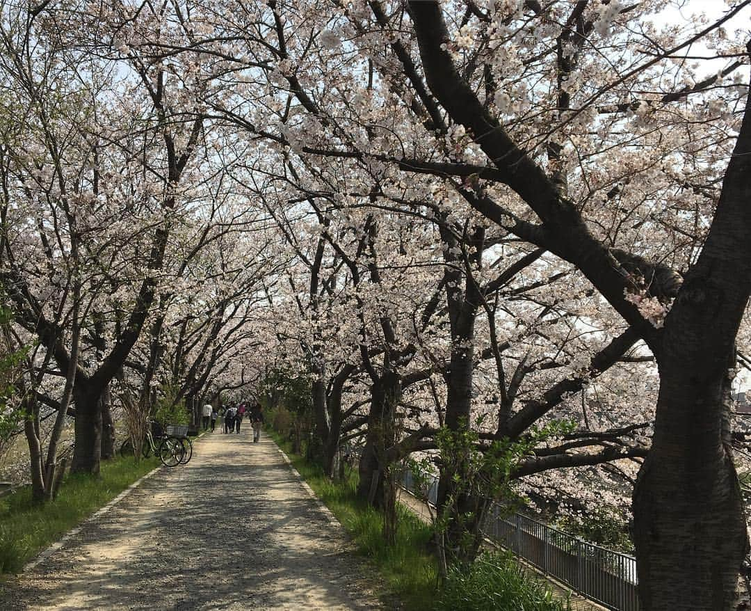 erikaさんのインスタグラム写真 - (erikaInstagram)「お花見🌸  お弁当作ってピクニック気分🍙 家の裏にある桜並木。 ここにこんなに人がいる事なんて普段ないから変な感じ💦  去年の大きな台風のせいで、ここの木たちは半分くらい折れちゃって、どうなるか心配してたけど、満開っっ🌸 ソメイヨシノの生命力を感じました☺️☺️☺️ #お花見 #ピクニック弁当 #満開の桜 #桜並木道」4月6日 20時55分 - ch1na.er1ka