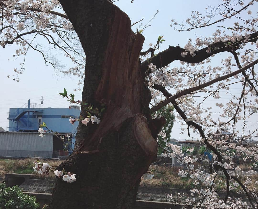 erikaさんのインスタグラム写真 - (erikaInstagram)「お花見🌸  お弁当作ってピクニック気分🍙 家の裏にある桜並木。 ここにこんなに人がいる事なんて普段ないから変な感じ💦  去年の大きな台風のせいで、ここの木たちは半分くらい折れちゃって、どうなるか心配してたけど、満開っっ🌸 ソメイヨシノの生命力を感じました☺️☺️☺️ #お花見 #ピクニック弁当 #満開の桜 #桜並木道」4月6日 20時55分 - ch1na.er1ka