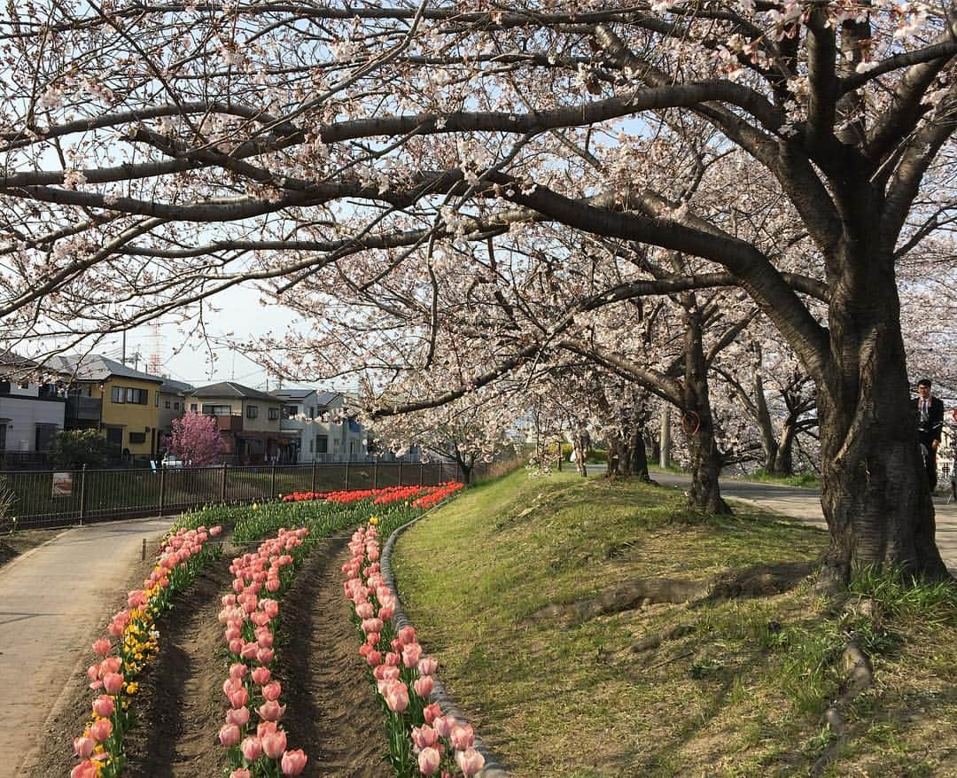 erikaさんのインスタグラム写真 - (erikaInstagram)「お花見🌸  お弁当作ってピクニック気分🍙 家の裏にある桜並木。 ここにこんなに人がいる事なんて普段ないから変な感じ💦  去年の大きな台風のせいで、ここの木たちは半分くらい折れちゃって、どうなるか心配してたけど、満開っっ🌸 ソメイヨシノの生命力を感じました☺️☺️☺️ #お花見 #ピクニック弁当 #満開の桜 #桜並木道」4月6日 20時55分 - ch1na.er1ka