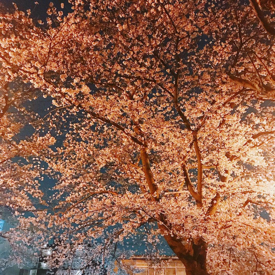 岡村咲さんのインスタグラム写真 - (岡村咲Instagram)「夜お散歩してきました🚶🚶‍♀️この間朝ごはんを食べた公園のさくらが満開🌸素敵な夜桜でした💓」4月6日 20時56分 - sakiokamura_official