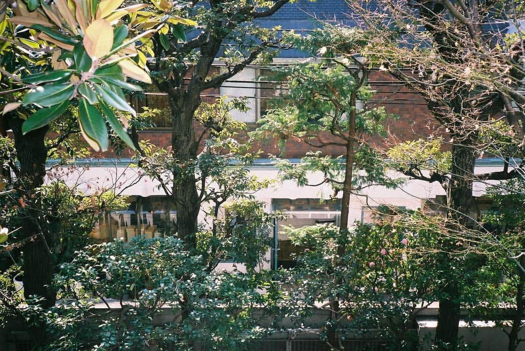 山田弥希寿さんのインスタグラム写真 - (山田弥希寿Instagram)「・ 東京で撮る。 ブルーボトルコーヒー青山のテラス席から撮った写真。 ・  #東京 #青山 #フィルムカメラ  #フィルム #フィルム写真 #東京カメラ部 #鳥取カメラ部 #ファインダー越しの私の世界 #カメラ好きな人と繋がりたい #カメラ好きな人と繋がりたい #写真好きな人と繋がりたい #japan_of_insta #jp_gallery #japan_daytime_view #photo_jpn #justgoshoot #japan_of_insta #ig_japan #team_jp_ #Lovers_Nippon #jp_views #instagramjapan #olympus #film #film_com #filmphotography #filmcamera #filmcommunity #tokyo」4月6日 20時57分 - mikitoshi_617