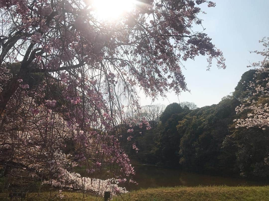 日下裕江さんのインスタグラム写真 - (日下裕江Instagram)「皇居乾通りの池と木々と空と桜🌸  清らかな空気が漂ってた✨  #皇居 #皇居乾通り #皇居乾通り一般公開 #皇居乾通り一般公開2019春 #平成最後の皇居乾通り一般公開」4月6日 20時58分 - hiroe___h