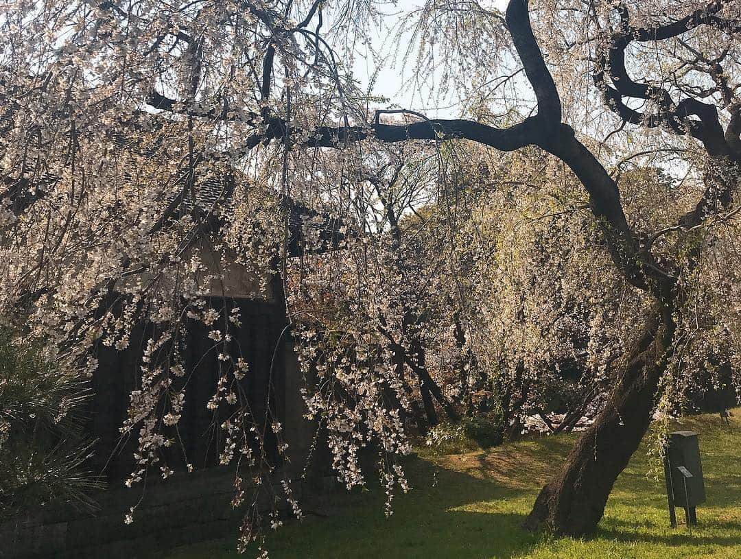 日下裕江さんのインスタグラム写真 - (日下裕江Instagram)「皇居乾通りの池と木々と空と桜🌸  清らかな空気が漂ってた✨  #皇居 #皇居乾通り #皇居乾通り一般公開 #皇居乾通り一般公開2019春 #平成最後の皇居乾通り一般公開」4月6日 20時58分 - hiroe___h