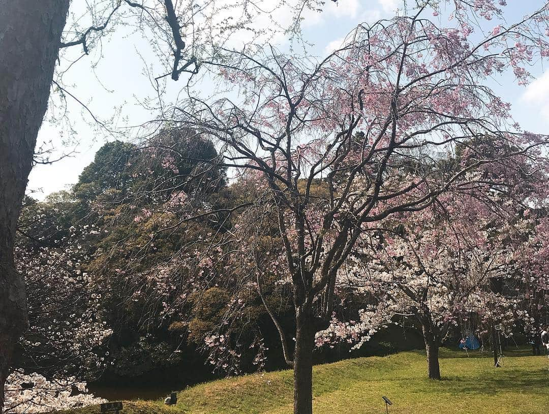 日下裕江さんのインスタグラム写真 - (日下裕江Instagram)「皇居乾通りの池と木々と空と桜🌸  清らかな空気が漂ってた✨  #皇居 #皇居乾通り #皇居乾通り一般公開 #皇居乾通り一般公開2019春 #平成最後の皇居乾通り一般公開」4月6日 20時58分 - hiroe___h