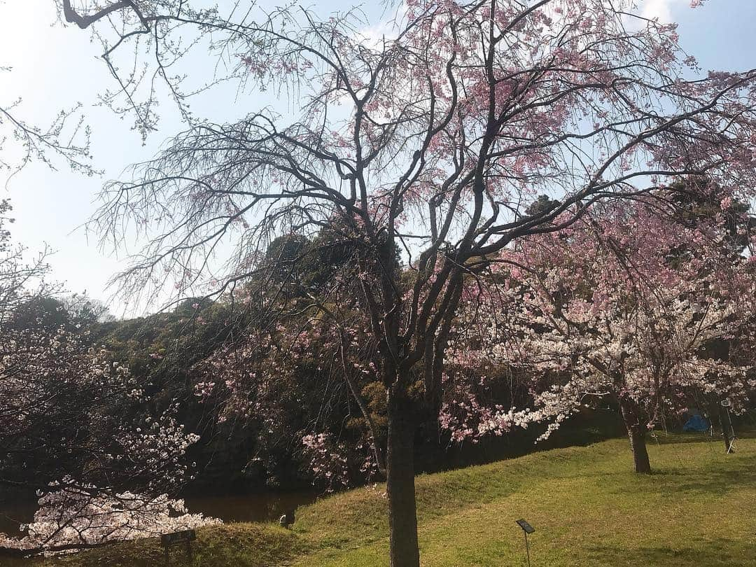 日下裕江さんのインスタグラム写真 - (日下裕江Instagram)「皇居乾通りの池と木々と空と桜🌸  清らかな空気が漂ってた✨  #皇居 #皇居乾通り #皇居乾通り一般公開 #皇居乾通り一般公開2019春 #平成最後の皇居乾通り一般公開」4月6日 20時58分 - hiroe___h