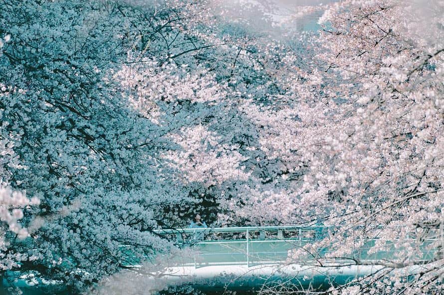 丸山裕理さんのインスタグラム写真 - (丸山裕理Instagram)「. 平成最後の桜 . The last cherry blossoms of the Heisei era. . #sakura #cherryblossom  #cherryblossomseason #hanami  #team_jp_flower #japan_of_insta  #discovertokyo #jp_mood #jp_portrait部  #tokyocameraclub #impression_shots #art_of_japan_ #flower_special_  #桜 #桜並木 #お花見 #面影橋 #広がり同盟 #お花見2019 #千鳥ヶ淵 #目黒川 #神田川」4月6日 21時08分 - yuri_maruyama1213