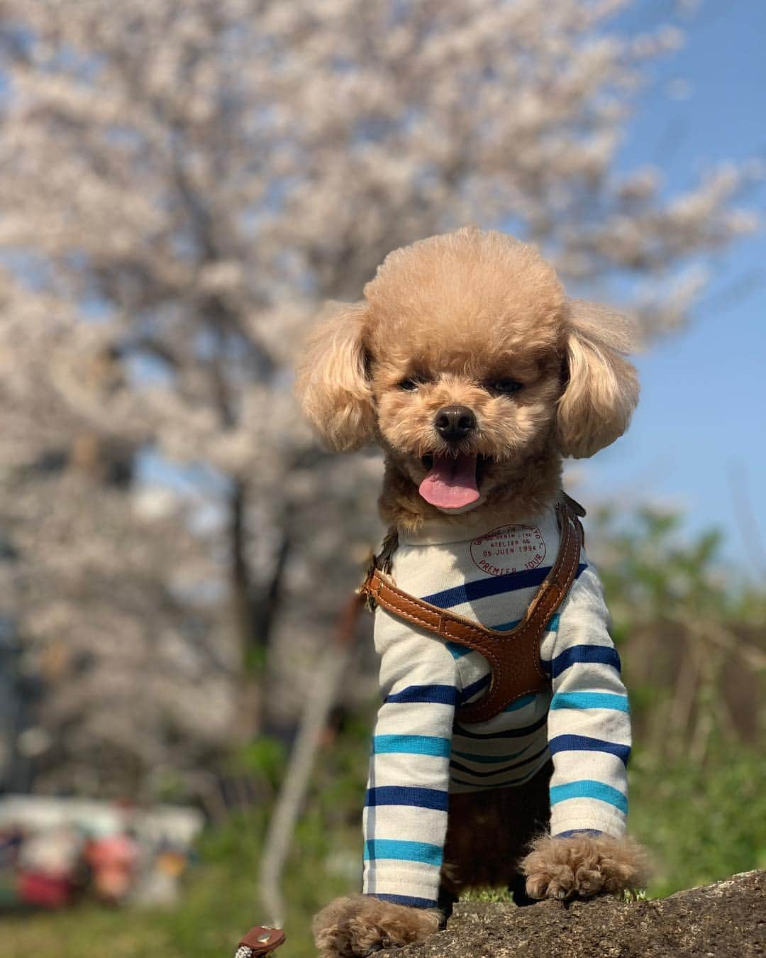 ❤︎Till❤︎さんのインスタグラム写真 - (❤︎Till❤︎Instagram)「ママ‼︎今日の夕ご飯は何?🍽 浅草桜祭り🌸からスカイツリー✨ てっちゃんとデート💓 ＊ #トイプードル#ティーカッププードル#pecoいぬ部 #トイプードルレッド#愛犬#犬#いぬ#癒し#わんこ#ティル#可愛い#首かしげる#今日の夕ご飯#何#不思議#浅草#桜祭り#食べ歩き#デート#スカイツリー#パンダジュース#メガネ#メガネ男子  #dog#cute#toypoodle#teacuppoodle#poodle#doglove#mydog」4月6日 21時06分 - till201404