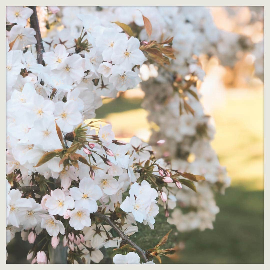 EMILY/BLUEさんのインスタグラム写真 - (EMILY/BLUEInstagram)「シダレザクラに 遭遇🌸 やっぱり桜って美しい...🌸🌸🌸 #桜 #平成最後 #お花見 #シダレザクラ #sakura #beautiful #tokyo #japan」4月6日 21時07分 - emilybluejewelry0220