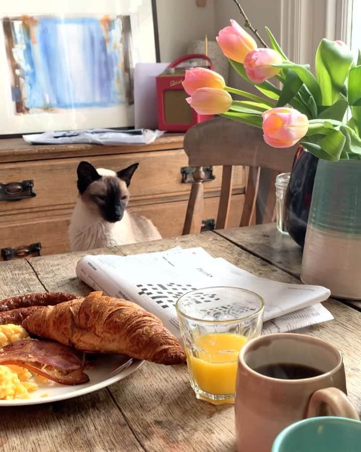 Tea and sittingのインスタグラム：「Apparently today is #nationalsiamesecatday !! 😆 So, I have prepared a bit of an impromptu visual history of my life with Siamese cats which obviously features The Cheeks heavily but also has some past Siamese cats who I still miss... ( I’m about to post it in my Stories along with the ‘what happened next’ bit to this video from today’s breakfast! 😹)」