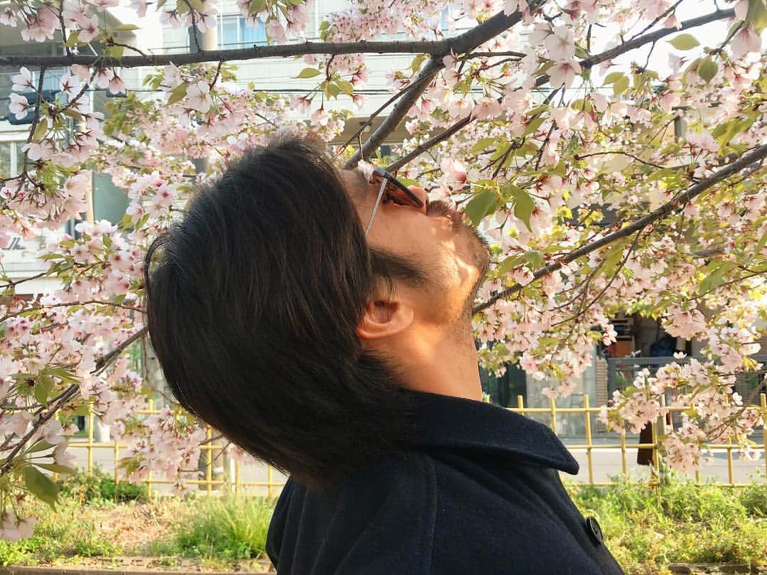 斉藤祥太さんのインスタグラム写真 - (斉藤祥太Instagram)「今日は桜を見にお散歩に。 美しいね、サクラ。 思わず食べちゃったょ(*´꒳`*) #花見 #桜食べ #斉藤祥太 #今日はラジオ収録 #明日はバーチー」4月6日 21時11分 - shota_ta_sho