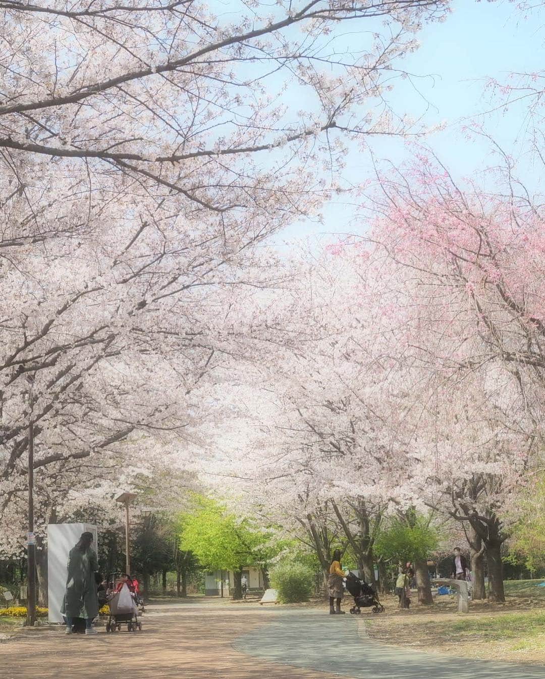 豆柴にこちゃんさんのインスタグラム写真 - (豆柴にこちゃんInstagram)「🐶🌸 平成の桜にこ撮り納め。 . 午前中にロング散歩してきました。 パパは昼前から出張なのに 近所の公園の桜撮影につきあってくれたよ❣️ . 暑かったからハァハァして、 笑顔がたくさん撮れたよ。 . 3枚目は桜を食べちゃって口に花びらが。 . 5枚目の微妙な口が個人的には好み。 . もう、少し葉桜化してきたよー . #柴犬#豆柴#pecoいぬ部#犬#わんこ#まめしば#west_dog_japan#犬#todayswanko#ここ柴部#shibainu#dog#mameshiba#pecotv#dog#いぬのきもち部#しばいぬ#しばけん#こいぬ#シバイヌ#いぬ#イヌ#赤柴#マメシバ#ペット#日本犬#子犬」4月6日 21時11分 - nikochan.mame48