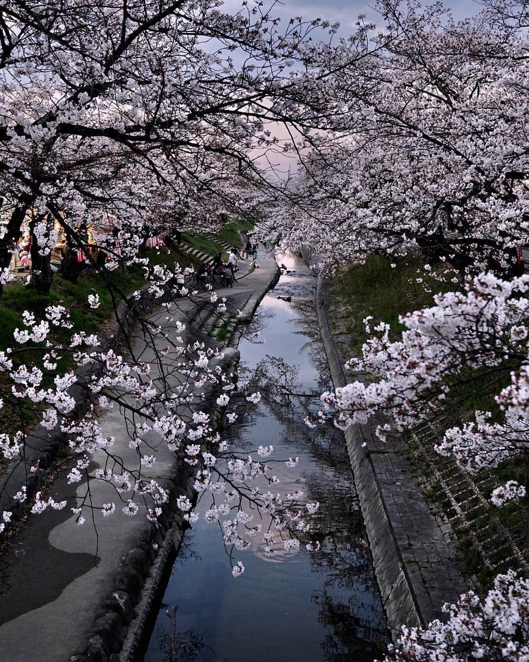 Koichiのインスタグラム：「. . Twilight . . . 📍My hometown #高田川千本桜 #奈良 #Nara .」