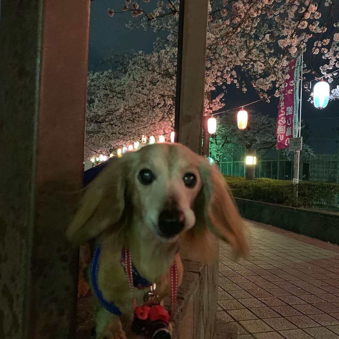 向日葵?さんのインスタグラム写真 - (向日葵?Instagram)「ただいま~🎵 徒歩5分の用水路まで夜桜見物🌸 やっぱり夜は 綺麗ね😊 ランドセルちーくん おばちゃまに写真撮られたわ💕 ＊ #犬#ダックス#ダックスフンド#ミニチュアダックス#dachs#いぬぐみ📛#pecoいぬ部#シニア犬 #よく寝るシニア犬#わんぱく部#サンデイ#todayswanko #east_dog_japan #ボンボンハイスクール」4月6日 21時16分 - hinata.miyuki