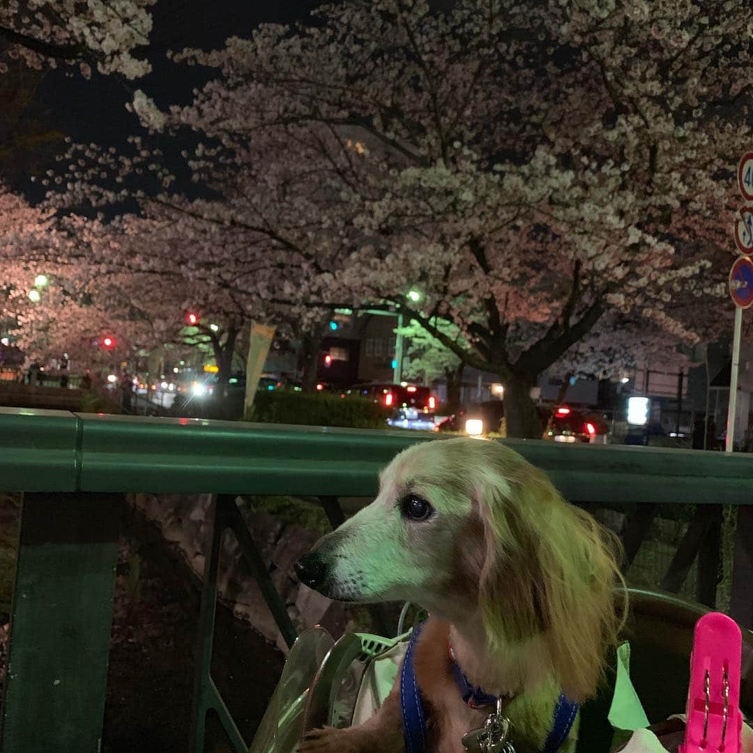 向日葵?さんのインスタグラム写真 - (向日葵?Instagram)「ただいま~🎵 徒歩5分の用水路まで夜桜見物🌸 やっぱり夜は 綺麗ね😊 ランドセルちーくん おばちゃまに写真撮られたわ💕 ＊ #犬#ダックス#ダックスフンド#ミニチュアダックス#dachs#いぬぐみ📛#pecoいぬ部#シニア犬 #よく寝るシニア犬#わんぱく部#サンデイ#todayswanko #east_dog_japan #ボンボンハイスクール」4月6日 21時16分 - hinata.miyuki