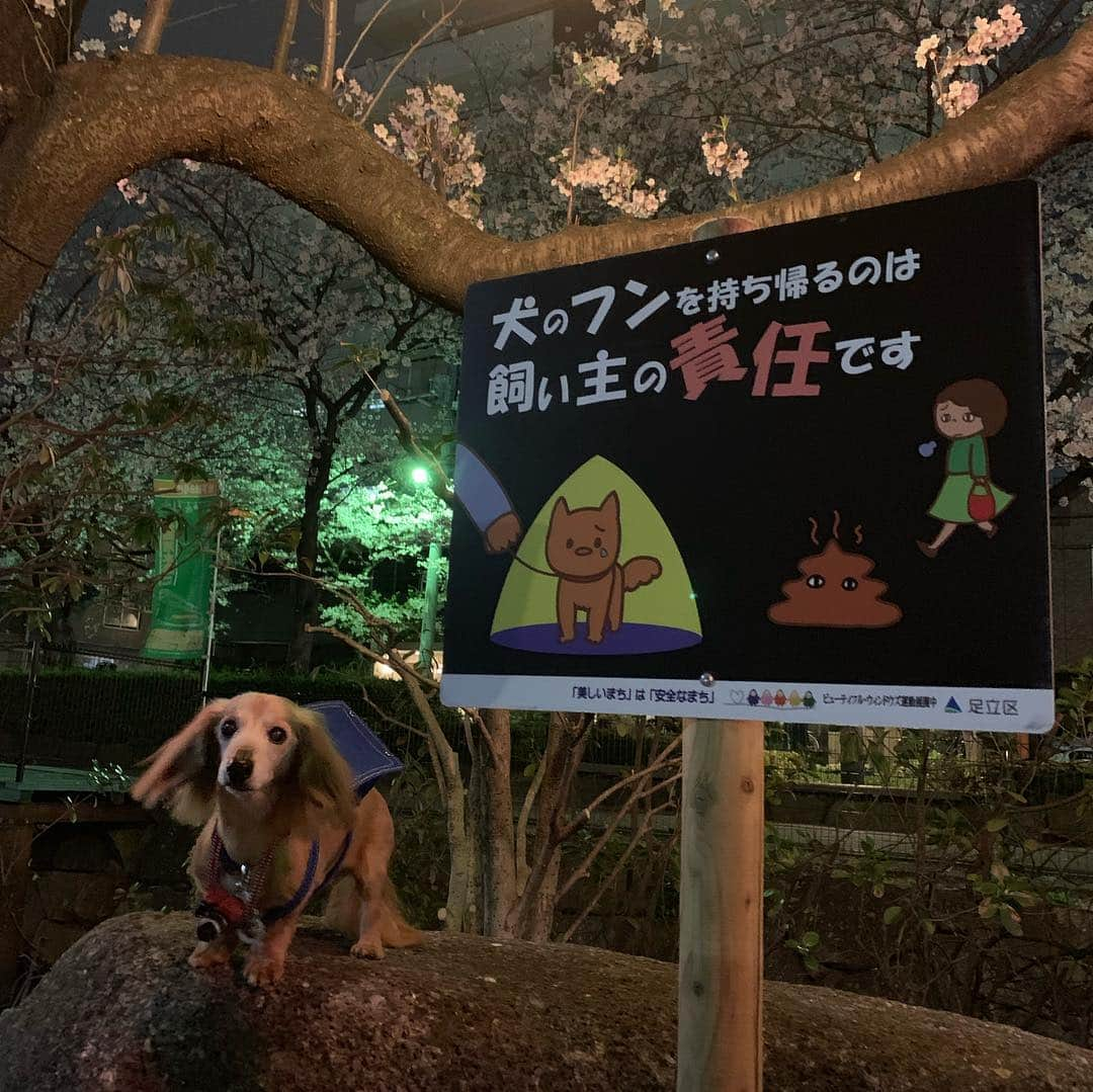 向日葵?さんのインスタグラム写真 - (向日葵?Instagram)「ただいま~🎵 徒歩5分の用水路まで夜桜見物🌸 やっぱり夜は 綺麗ね😊 ランドセルちーくん おばちゃまに写真撮られたわ💕 ＊ #犬#ダックス#ダックスフンド#ミニチュアダックス#dachs#いぬぐみ📛#pecoいぬ部#シニア犬 #よく寝るシニア犬#わんぱく部#サンデイ#todayswanko #east_dog_japan #ボンボンハイスクール」4月6日 21時16分 - hinata.miyuki