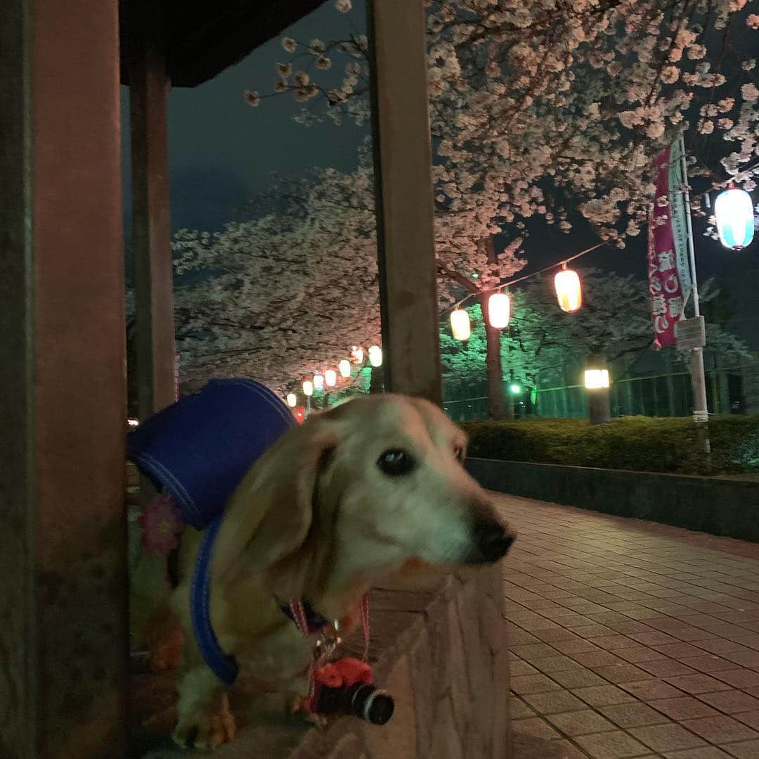 向日葵?さんのインスタグラム写真 - (向日葵?Instagram)「ただいま~🎵 徒歩5分の用水路まで夜桜見物🌸 やっぱり夜は 綺麗ね😊 ランドセルちーくん おばちゃまに写真撮られたわ💕 ＊ #犬#ダックス#ダックスフンド#ミニチュアダックス#dachs#いぬぐみ📛#pecoいぬ部#シニア犬 #よく寝るシニア犬#わんぱく部#サンデイ#todayswanko #east_dog_japan #ボンボンハイスクール」4月6日 21時16分 - hinata.miyuki