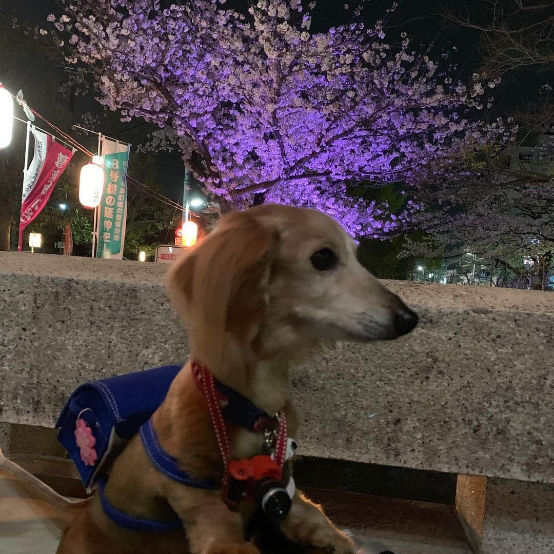 向日葵?さんのインスタグラム写真 - (向日葵?Instagram)「ただいま~🎵 徒歩5分の用水路まで夜桜見物🌸 やっぱり夜は 綺麗ね😊 ランドセルちーくん おばちゃまに写真撮られたわ💕 ＊ #犬#ダックス#ダックスフンド#ミニチュアダックス#dachs#いぬぐみ📛#pecoいぬ部#シニア犬 #よく寝るシニア犬#わんぱく部#サンデイ#todayswanko #east_dog_japan #ボンボンハイスクール」4月6日 21時16分 - hinata.miyuki