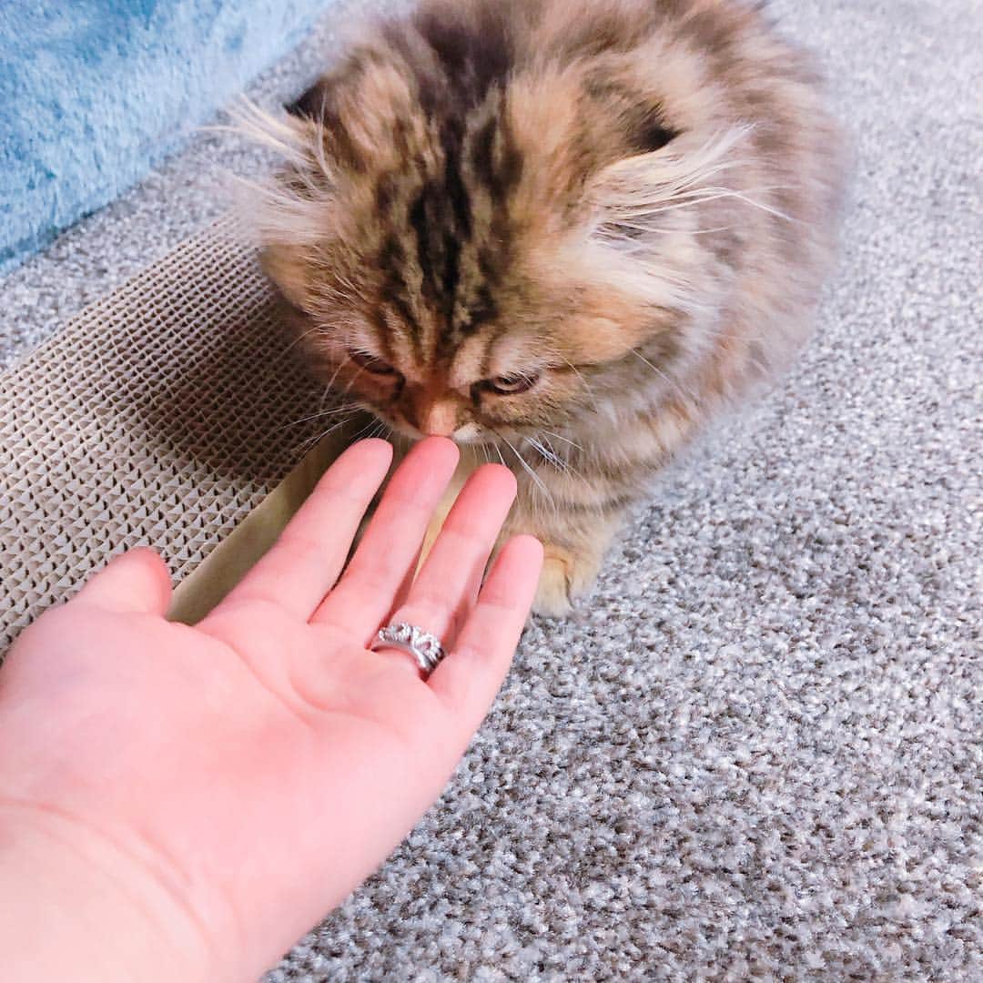 あやなんさんのインスタグラム写真 - (あやなんInstagram)「お出かけの帰りにちらっとまほとやんのとこ寄ってきた〜👻 ぽんしゅとクロエたん初対面🐱💕 人懐っこくてかわいかった( ；꒳​； )」4月6日 21時20分 - ayachan_0619