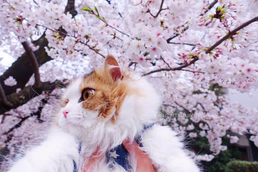 詩丸さんのインスタグラム写真 - (詩丸Instagram)「初めてのお花見🌸 今年のお花見は、お花、小町、紬の女の子を連れて行ってきました☺️💕 .  Spring has come❣️🌸☺️ Beautiful cherry blossom and Ohana chan🌸」4月6日 21時22分 - utamaruru