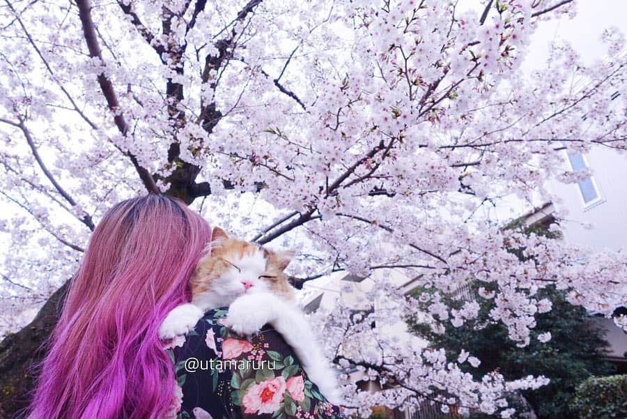 詩丸さんのインスタグラム写真 - (詩丸Instagram)「初めてのお花見🌸 今年のお花見は、お花、小町、紬の女の子を連れて行ってきました☺️💕 .  Spring has come❣️🌸☺️ Beautiful cherry blossom and Ohana chan🌸」4月6日 21時22分 - utamaruru