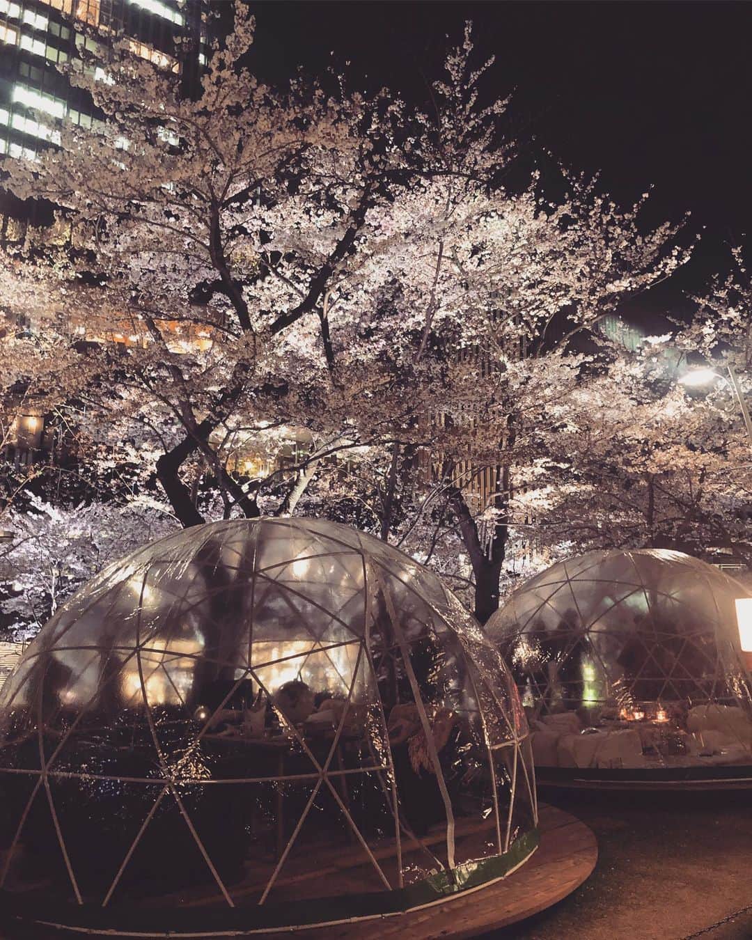 笛木優子のインスタグラム：「🌸」