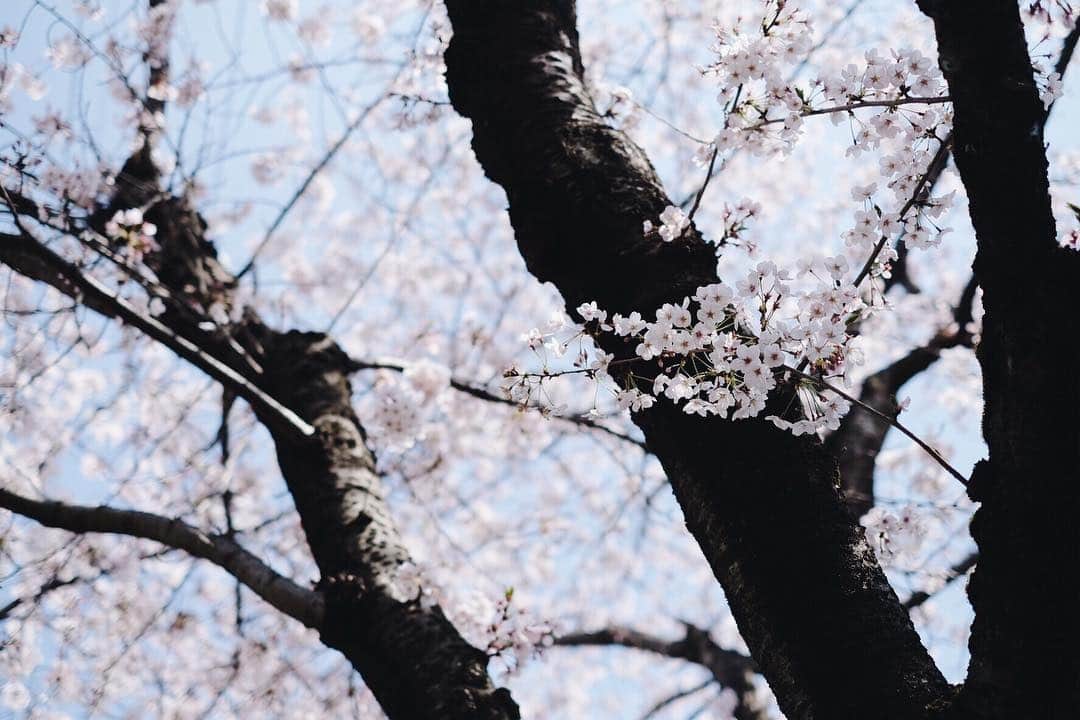 maggydaisyのインスタグラム：「_  もう少しで満開 ＿＿＿ ❀」