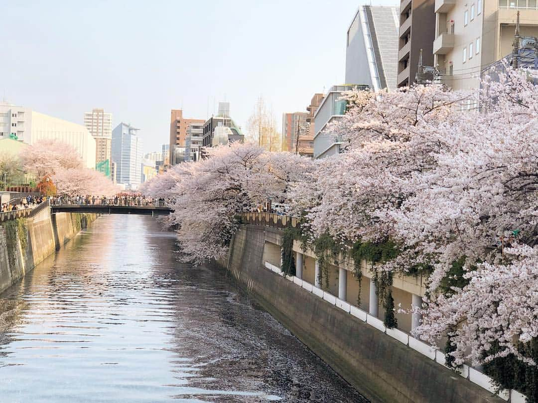 小野恵美さんのインスタグラム写真 - (小野恵美Instagram)「この週末は、主人と目黒川の桜並木を歩いて、目黒雅叙園でお茶しました🌿☕️ 今まで目黒川のお花見に来たことがなかったのですが、桜の数も、人の数も想像以上😂👏 川に両側から枝垂れる桜が、なんとも風情があり美しかったです🌸 #桜 #お花見 #目黒川 #桜並木 #目黒川の桜 #目黒雅叙園 #休日 #お花見三昧 #🌸 #spring #春」4月6日 21時31分 - onoemi_official